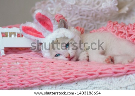 Beautiful kitten in Bunny ears. Cat in a rabbit costume. The animal is resting.