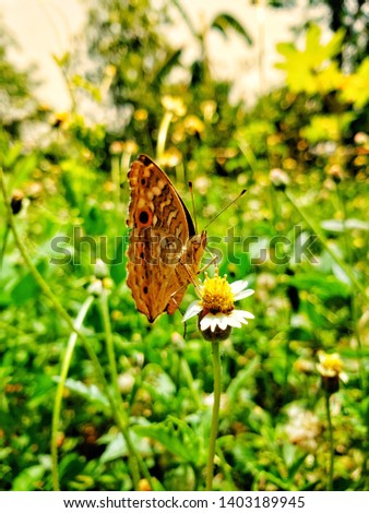 selective focus on butterfly and Coat buttons flower in white grass flower with yellow pollen or or tridax daisy, Poaceae on blurry green grass wallpaper and blurred green bogeh background.