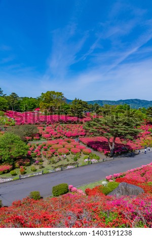 Azalea of Komuroyama Park in Ito City, Shizuoka Prefecture
