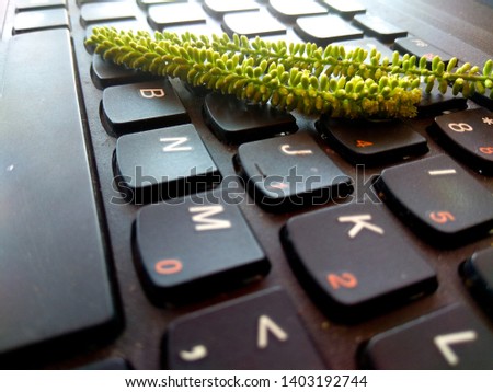  Small green leaves placed on the black computer keyboard / Green computing / Moral and Ethics in information technology 

