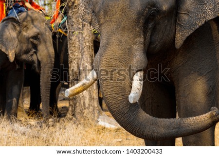 Elephant' s tusk in Buon Don, Buon Me Thuot, Dak Lak, Vietnam.
