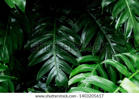 tropical rainforest green leaf image for home decoration
