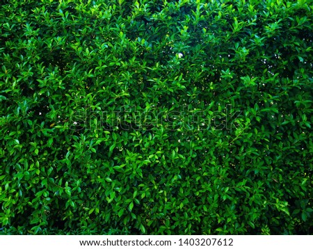 Green tree fence For designing a background or natural style background