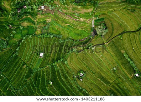 Aerial drone view of small houses and green rice terraces fields with path to walk around and palms. Abstract landscape of Tegalalang, Bali, Indonesia.