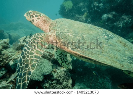 A hawksbill turtle swimming on a coral reef