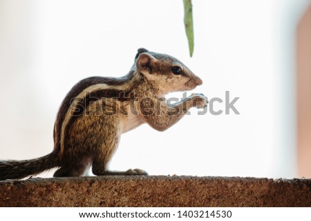Closeup shot of a squirrel on the wall