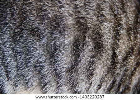 Pattern on the skin of a cat.