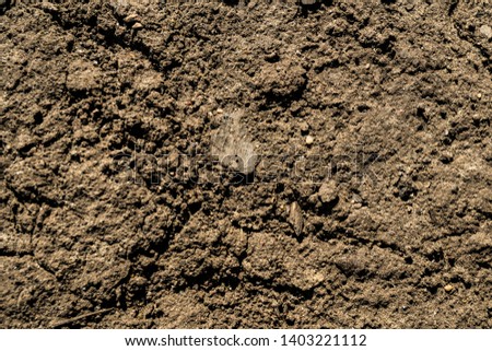 The texture of the earth. Background image. Siberian soil. Macro photo.
