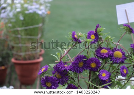 Beautiful Colorful Flowers Background Image | Garden | Floral