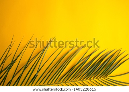 Tropical palm leaves on yellow background. 