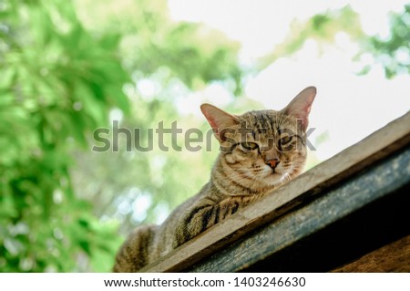 The Cat looking down from table, beautiful Tree background