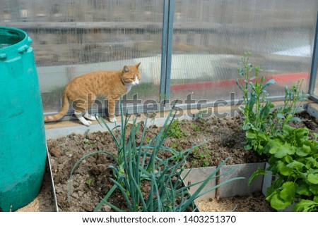 The cat walks in the greenhouse among the planting of vegetables. Red kitten basking in a polycarbonate greenhouse. Cats walk in the garden.