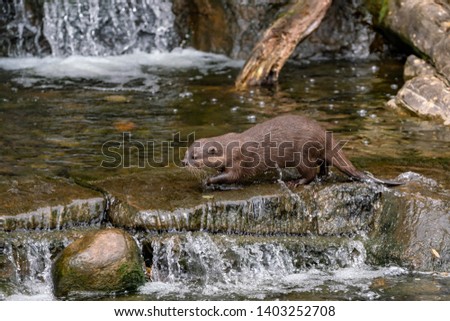 otter in the lake and waterfall 