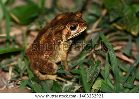 toad on ground in garden closeup.