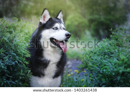 Siberian husky portrait in a beautiful spring/summer park. Blue eyed black and white dog. Toned picture with bokeh.