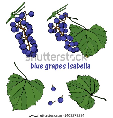 Blue grapes Isabella, berries and leaves, grape branches. Vector. Illustration