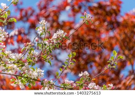 Fruit Tree Blossoms and Red Maple Leaves in Spring