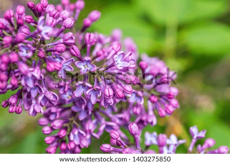 Closeup of Lilac Blossoms in Bloom in Spring