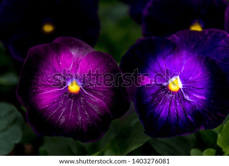 Large Purple Pansies Ready for Planting in Spring