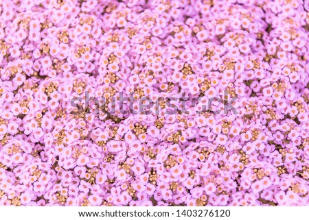 Background of Tiny Flowers in Spring Royalty-Free Stock Photo #1403276120