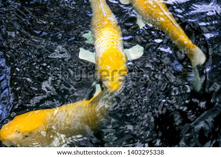 Close up group of Colorful Fancy Carp Fish, Koi Fish Movement of Swimming on water surface. Top View Pond