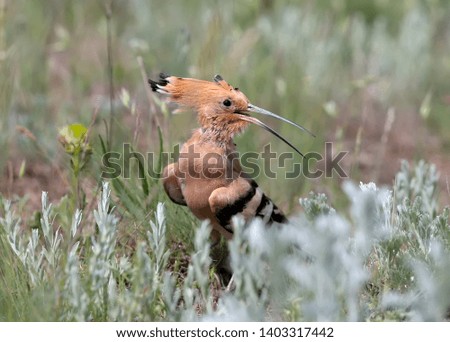 The hoopoe is photographed in the thick grass and on the branches of a green bush. Bright color pictures of an unusual bird with good detail.