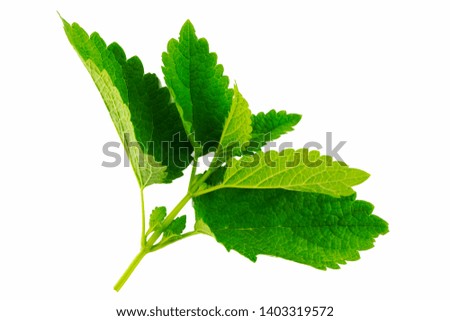 green top of melissa leaves isolated on the white background,