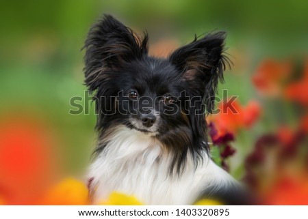 Papillon dog sitting between spring flowers