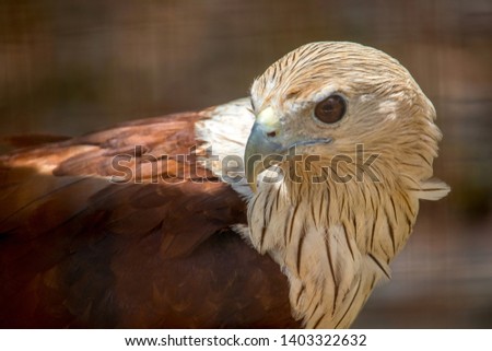 Close up of Portrait of eagle 