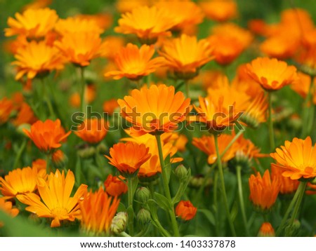 Many blooming orange flowers Calendula officinalis
(marigold). Macro Photography, selective focus.