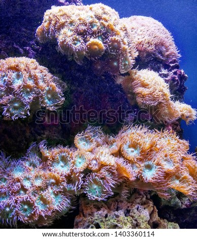 Bubble Tip Anemone. Deep sea nature.