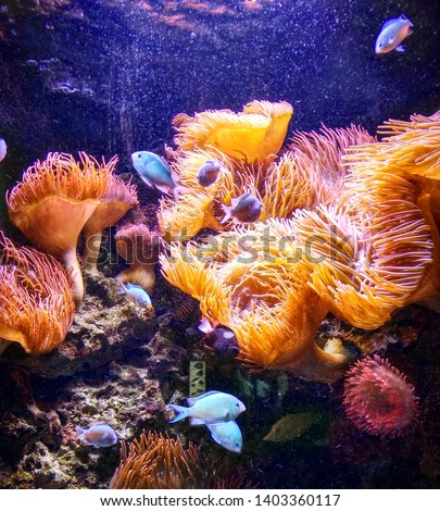 Bubble Tip Anemone. Deep sea nature.