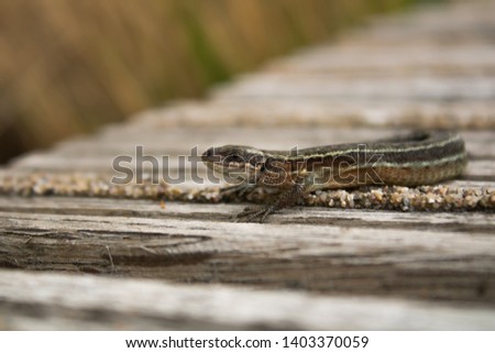 Salamander resting on a piece of wood.