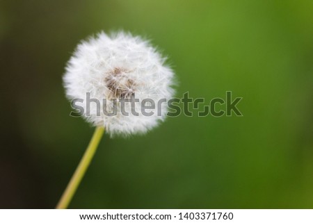 Dandelion flying on green background - Image 