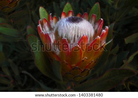 A beautiful protea flower in a Fraai Uitsig garden in South Africa close to the sea in the late afternoon light just before sunset.