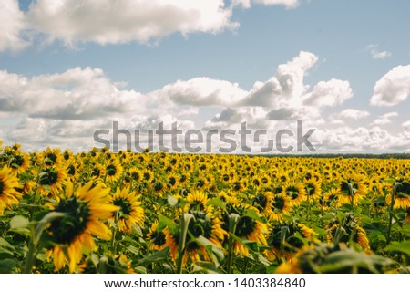 Yellow field of sunflowers against a blue sky with clouds