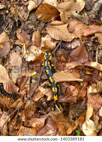 Fire salamander taking a “walk” in the fallen leaves looking for a snack