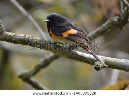 Close up of a male American Redstart Warbler 