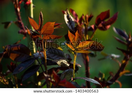 In the sunset sun in a garden rose bushes with leaves and thorns with small branches without blossoming. Spring plants. Nature. Background.