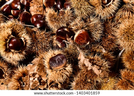 chestnuts on a background, beautiful photo digital picture