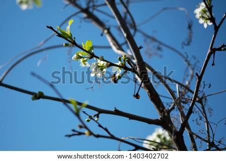 A branch of a blossoming apple tree and a bumblebee against the background on the blue sky 