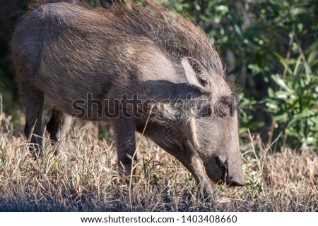 A young warthog browsing for food in the African bush.