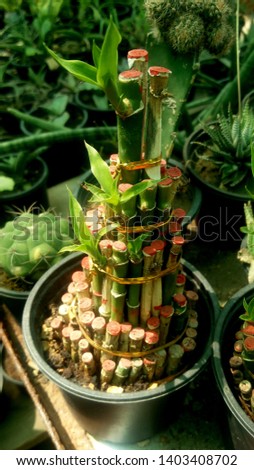 Small bamboo plant in group 