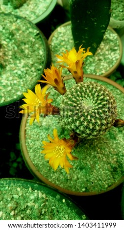 World best cactus with orange flowers