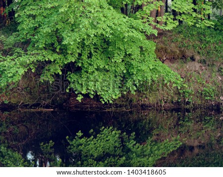 tree by the river in the evening on a green background