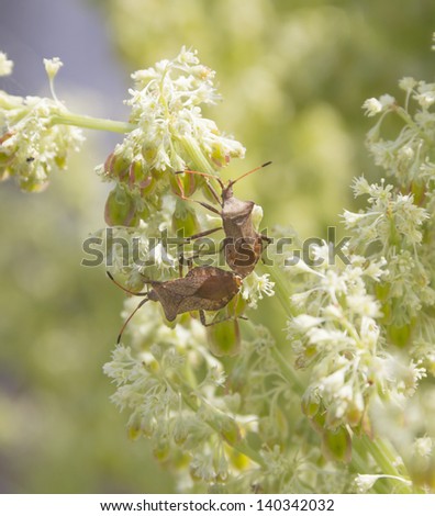 Bedbug kraevik Sorrel. Coreus marginatus