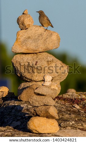 Rufous-tailed Rock Thrush,
Latin name: Monicola saxatilis