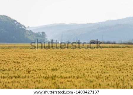 Wheat field swaying in the wind, idyllic rural scenery, Yamaguchi Prefecture