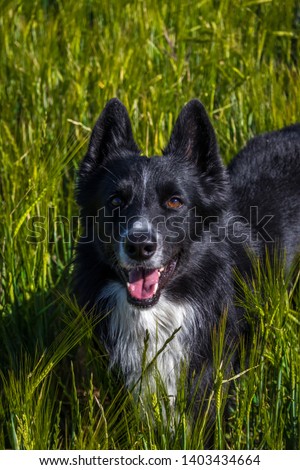 Dog smiling in a wheat field