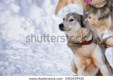 Close up playful Husky dogs used for sledding in snowy Russian city